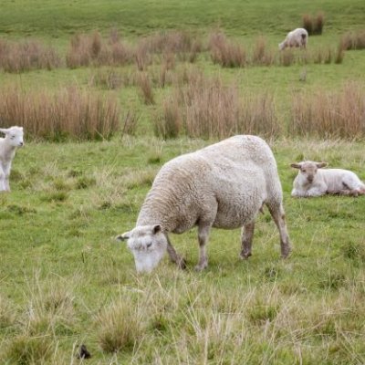 Sheep grazing in a paddock.